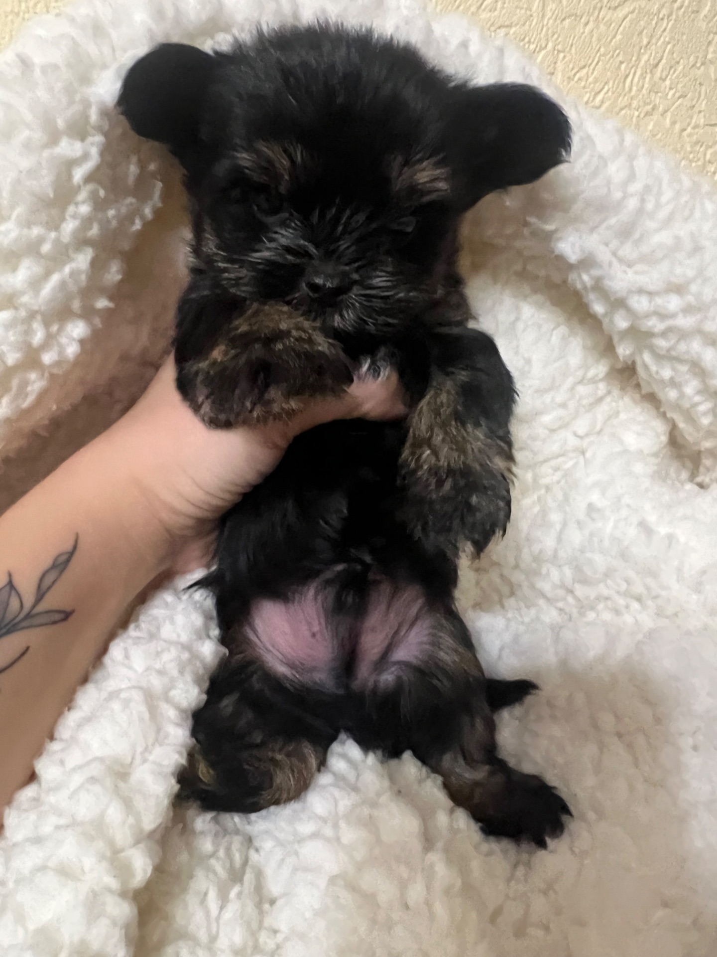 Цуценята йоркширського тер’єра