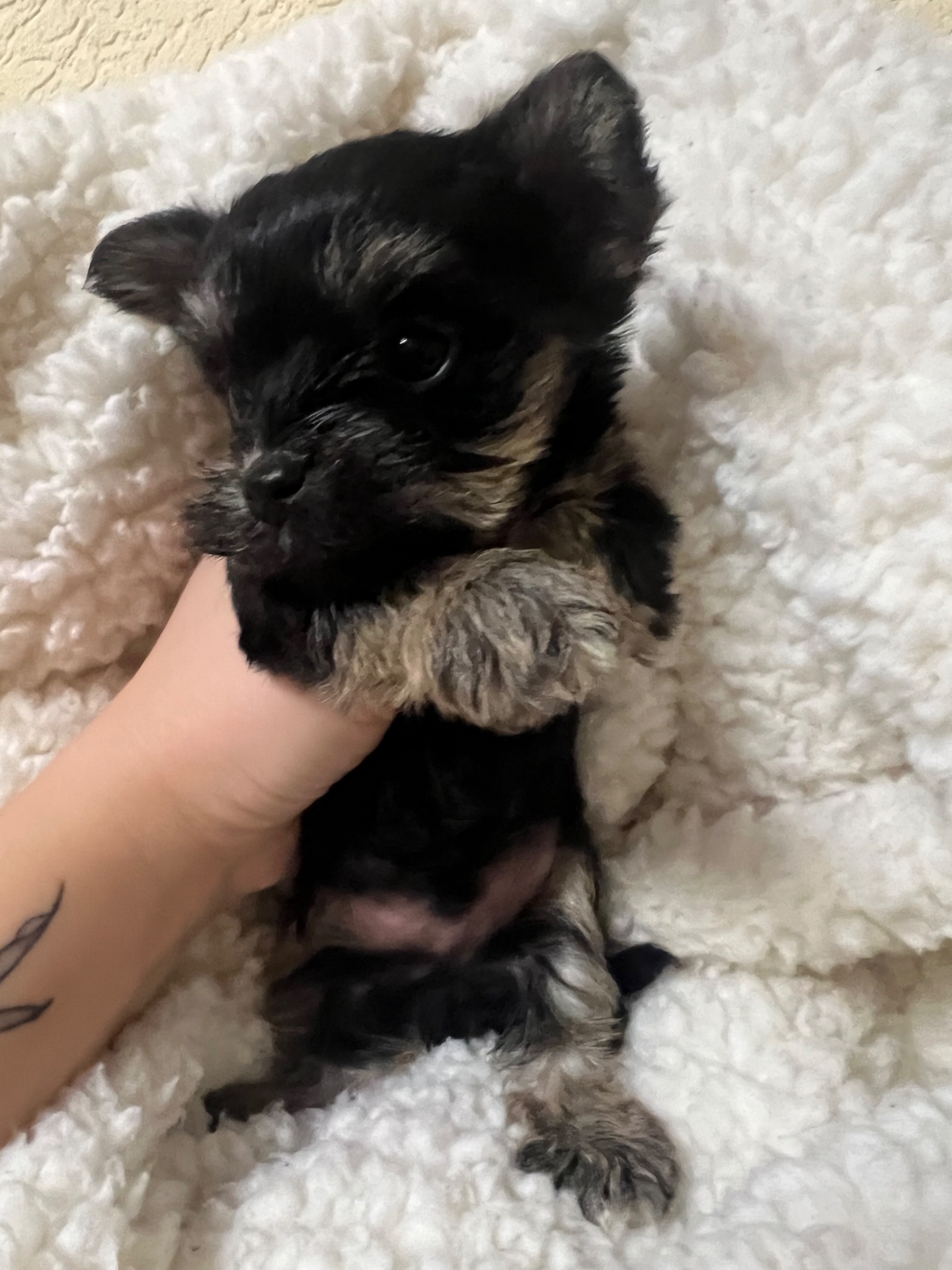 Цуценята йоркширського тер’єра