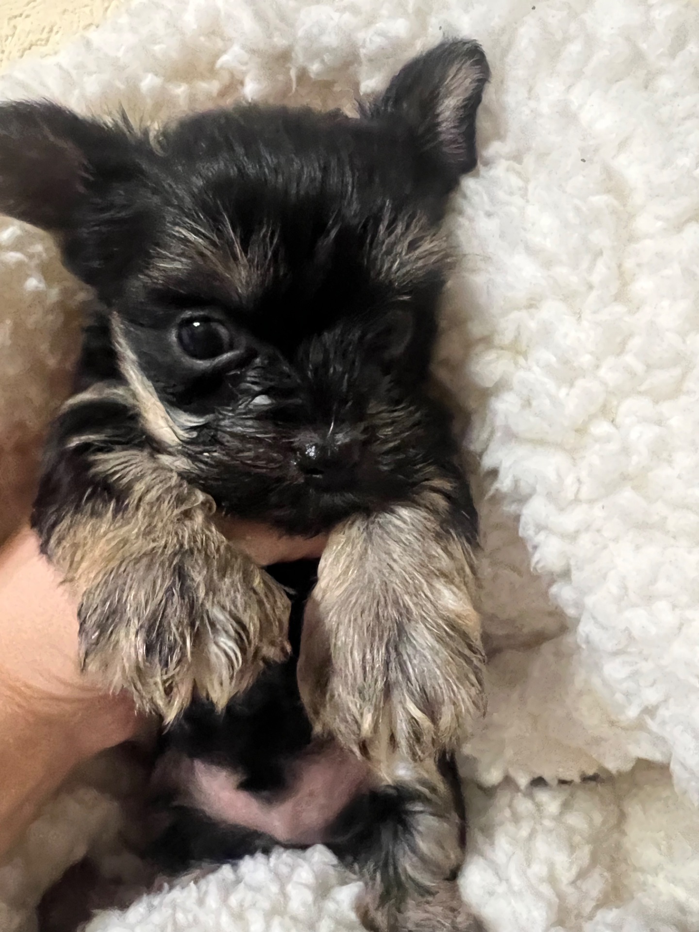 Цуценята йоркширського тер’єра