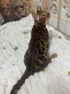 Бенгальське кошеня