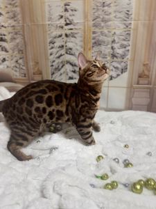 Бенгальське кошеня