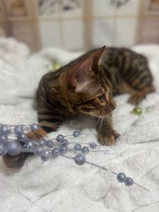 Бенгальське кошеня