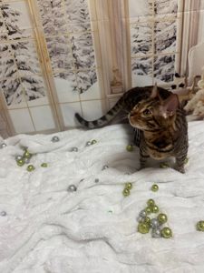 Бенгальське кошеня