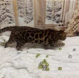 Бенгальське кошеня