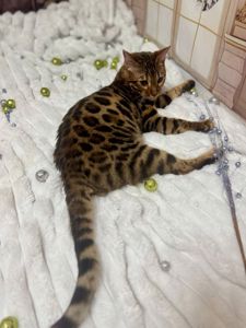 Бенгальське кошеня