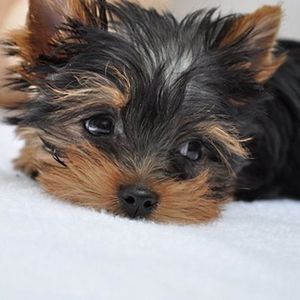 Цуценя йоркширський тер'єр предлагаються в нову родину