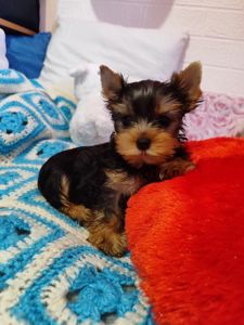 Цуценя йоркширський тер'єр предлагаються в нову родину