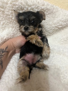 Цуценята йоркширського тер’єра