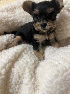 Цуценята йоркширського тер’єра