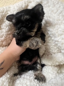 Цуценята йоркширського тер’єра