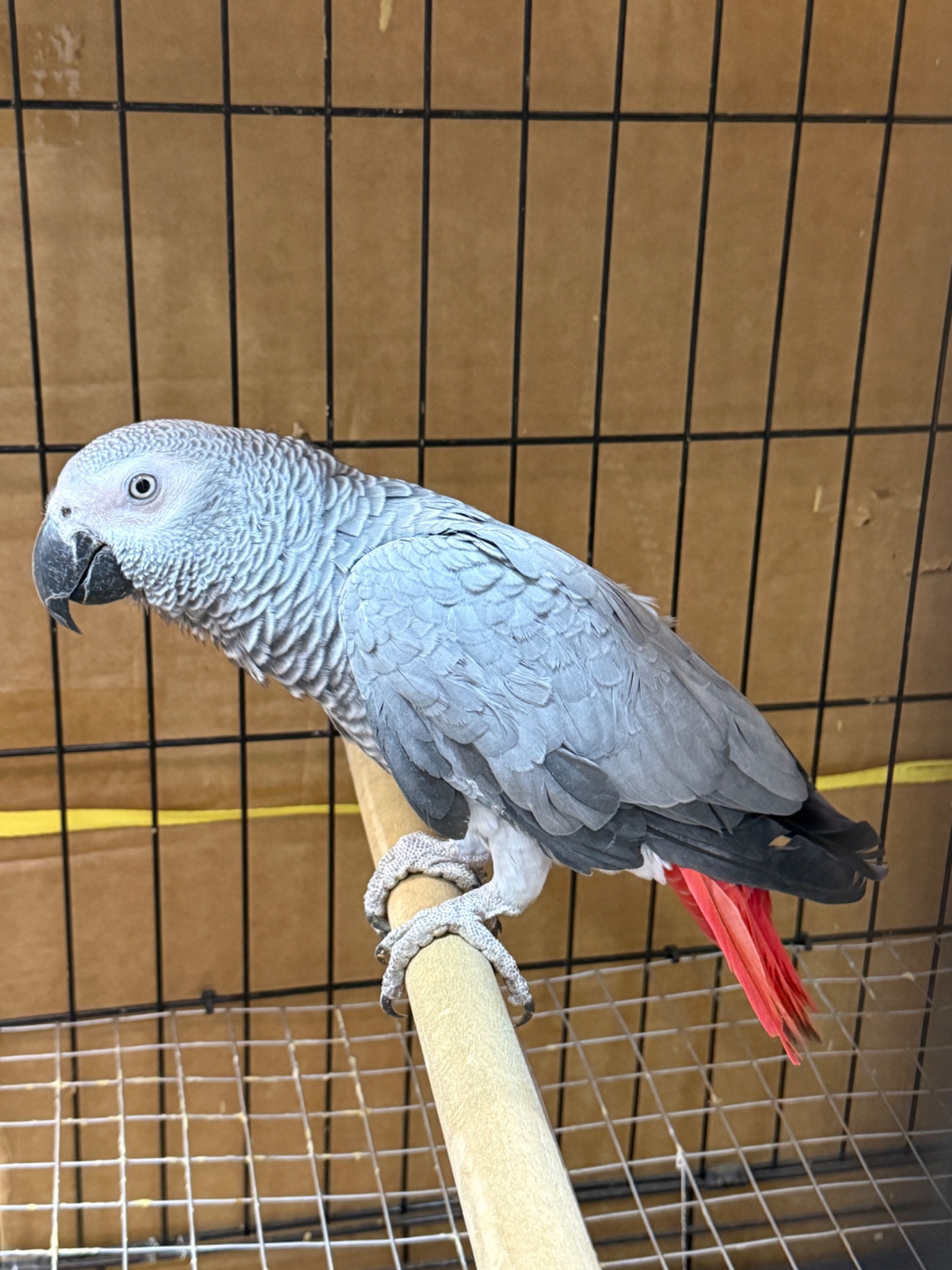 Говорящий папуга Жако, ручний