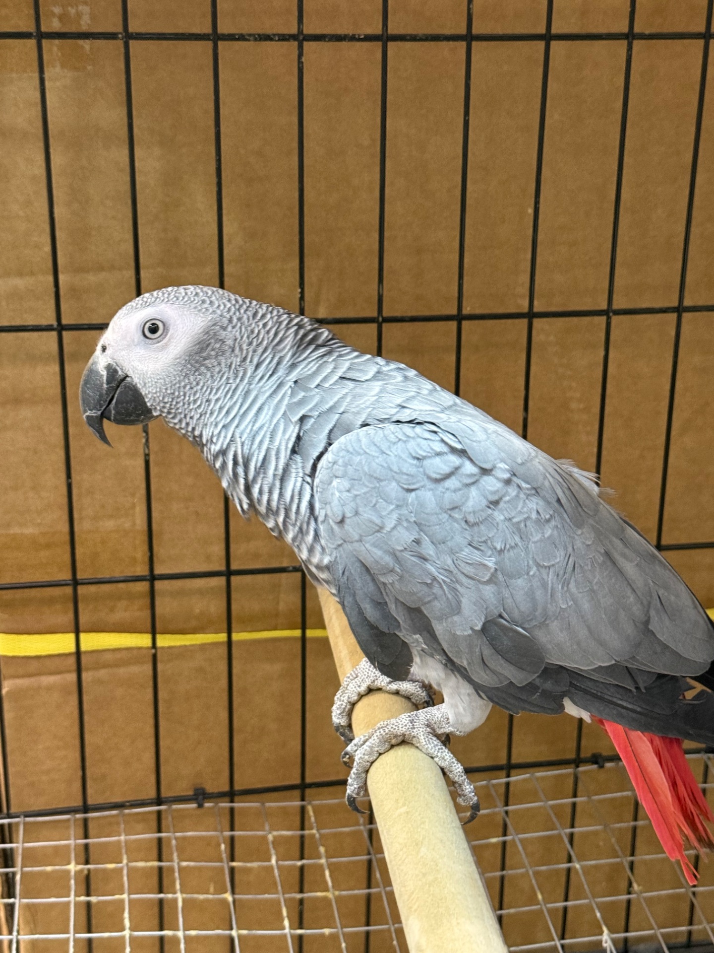 Говорящий папуга Жако, ручний