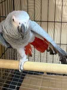 Говорящий папуга Жако, ручний