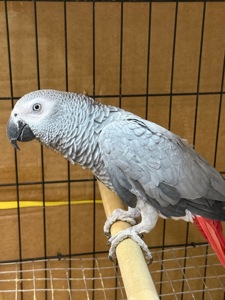 Говорящий папуга Жако, ручний