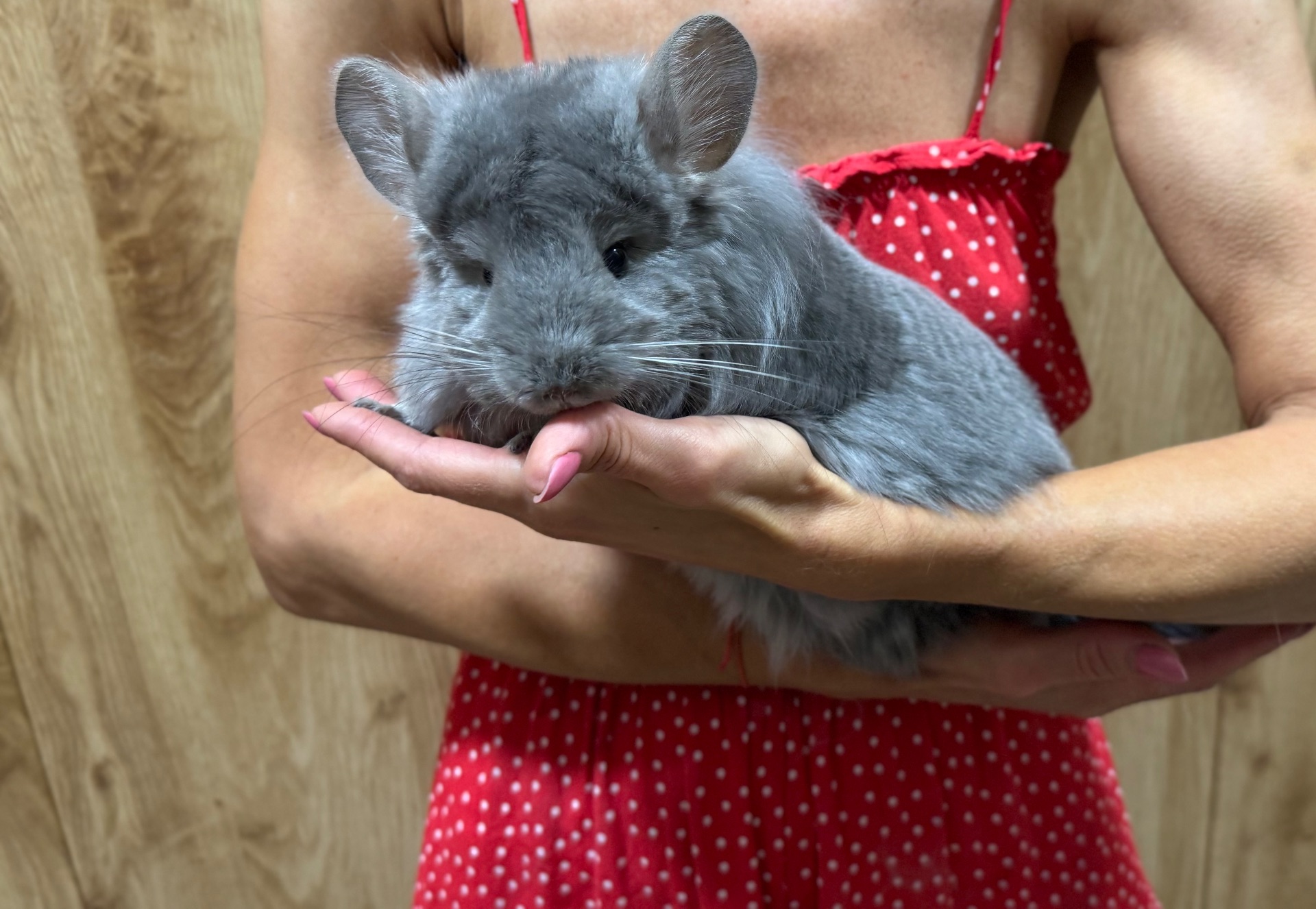 Королівська ангора шиншила дівчинка