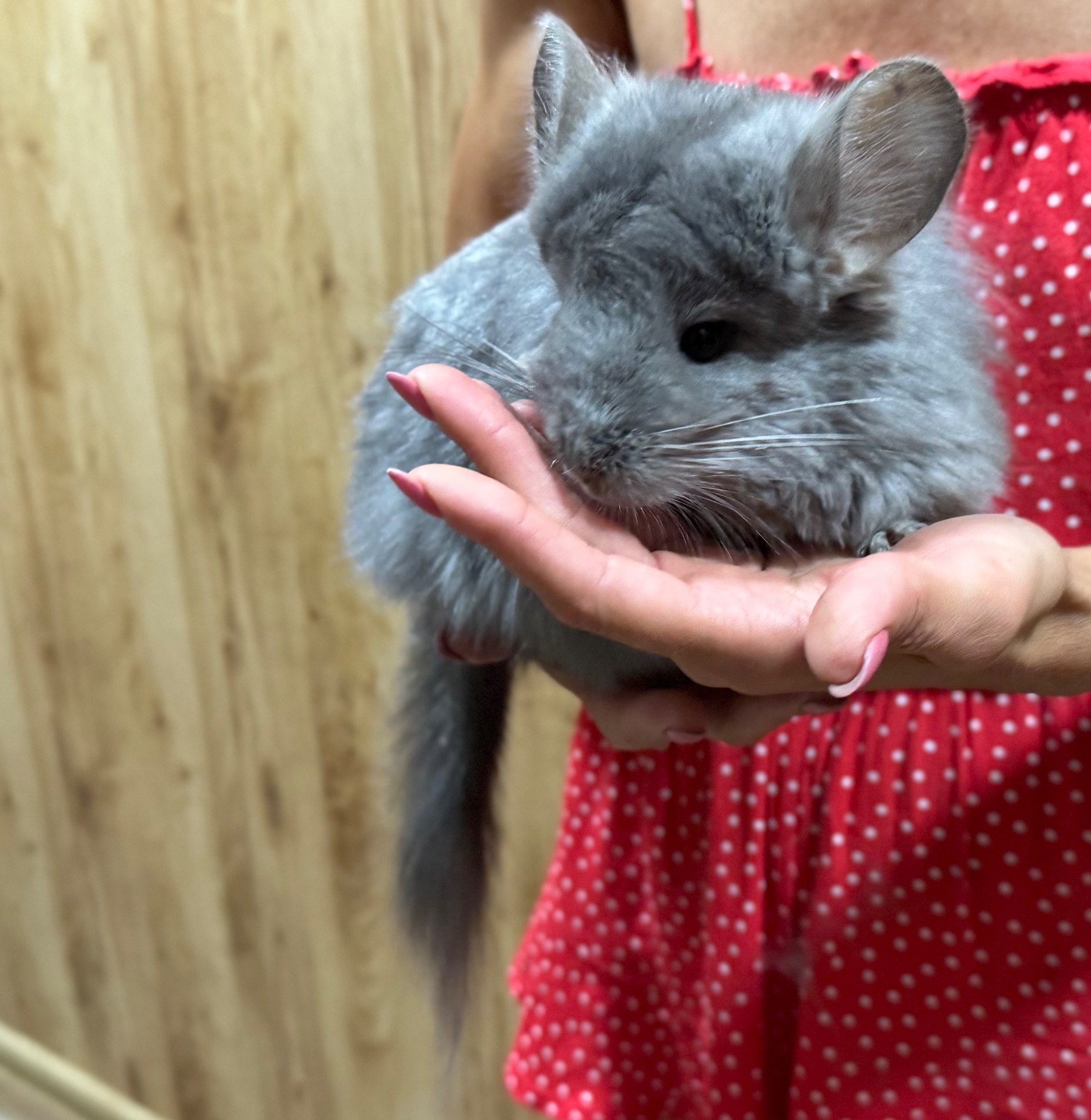 Королівська ангора шиншила дівчинка