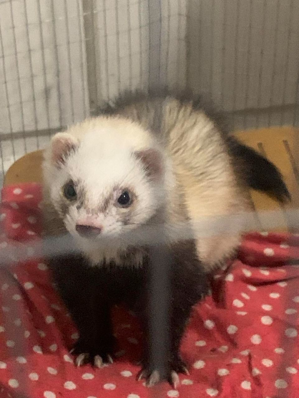 Домашние хорьки
