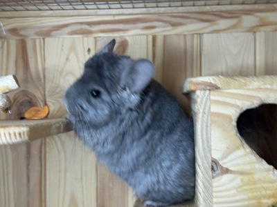 Королівська ангора шиншила дівчинка