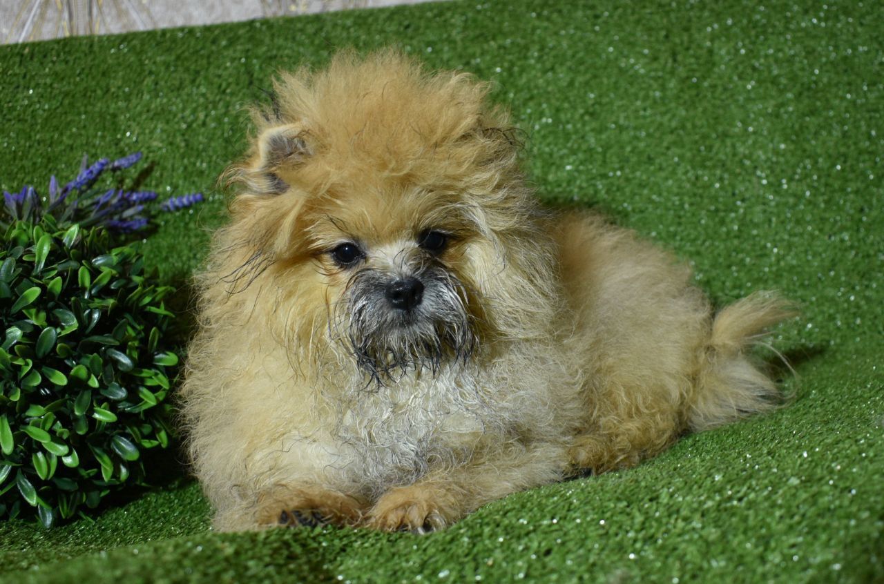 Метис шпица и Йорка