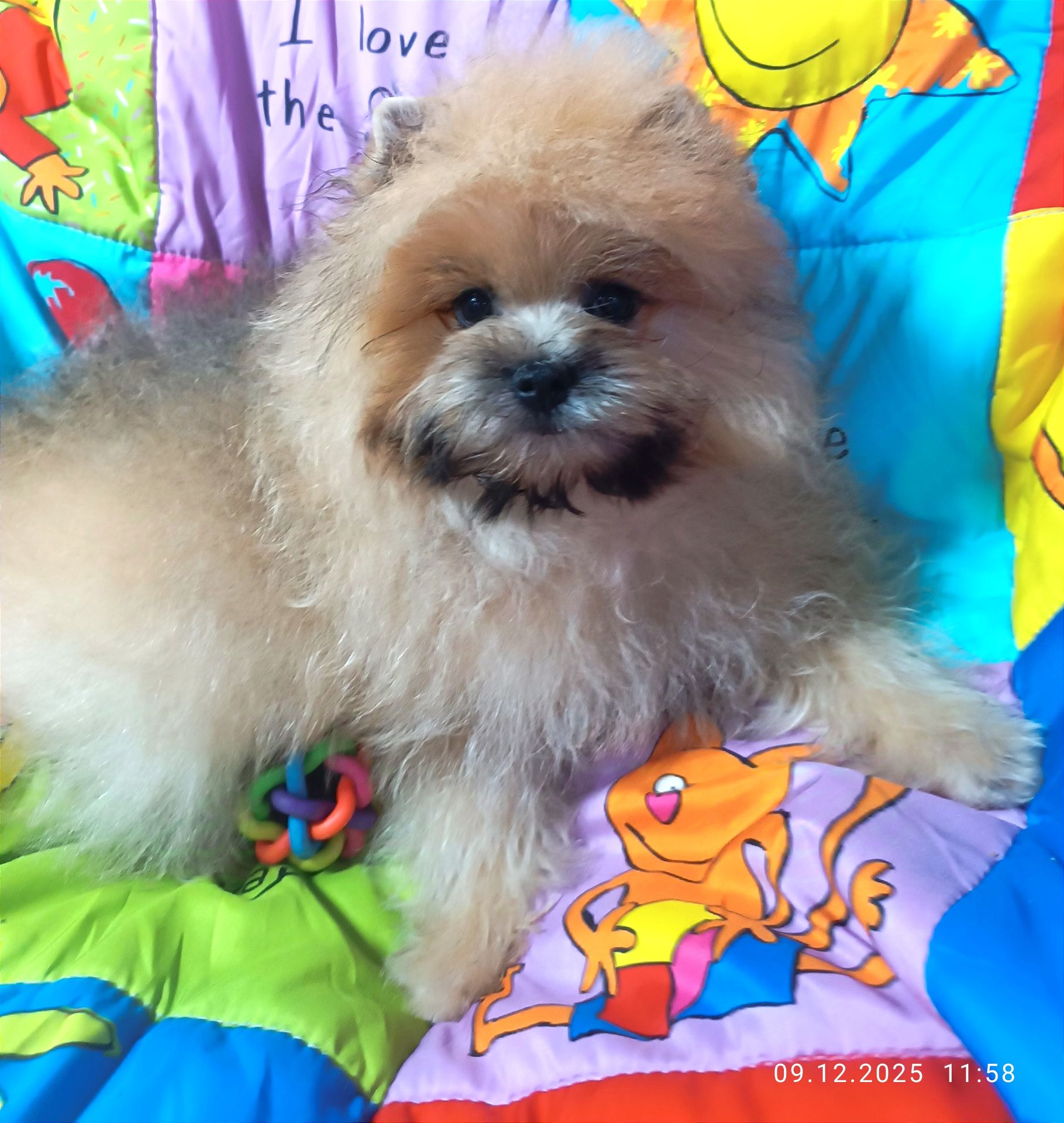 Метис шпица и Йорка