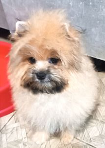 Метис шпица и Йорка