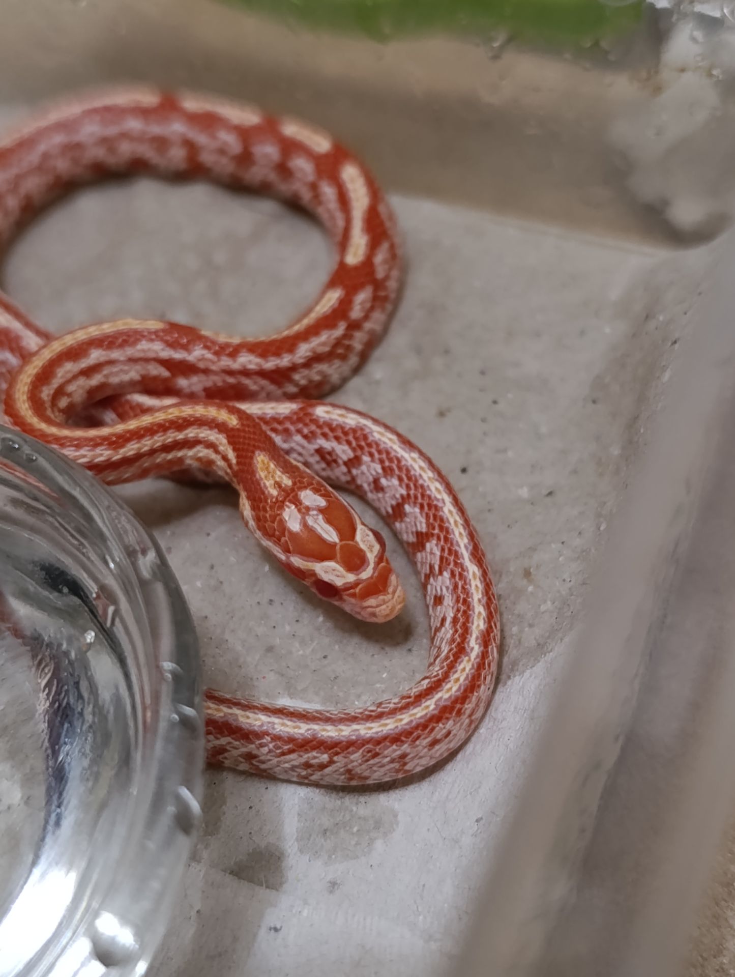 Маїсовий полоз морфний