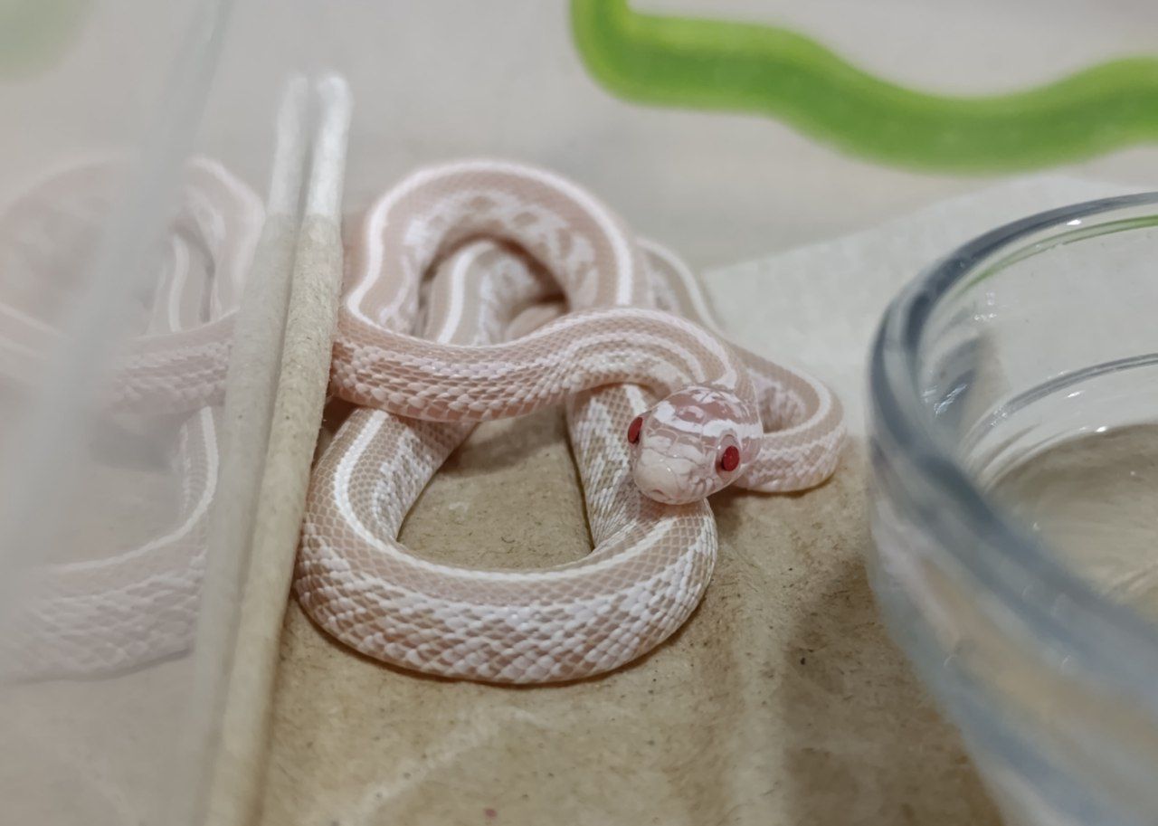 Маїсовий полоз морфний