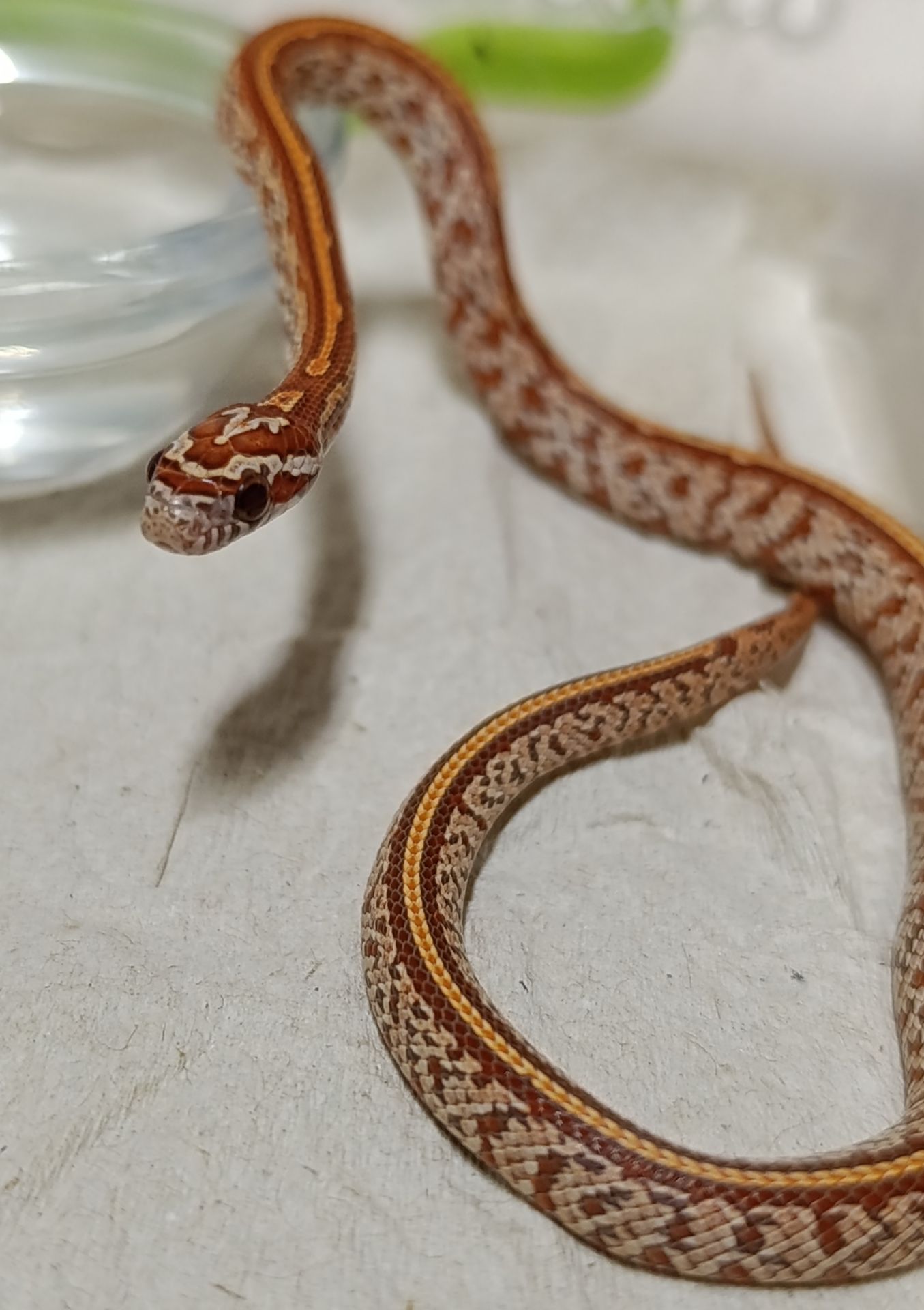 Маїсовий полоз морфний