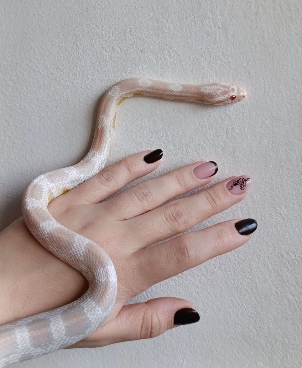 Маїсовий полоз морфний