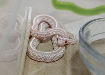 Маїсовий полоз морфний