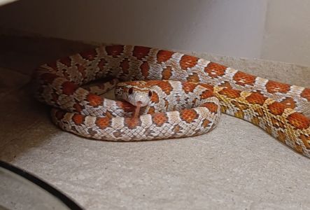 Маїсовий полоз морфний