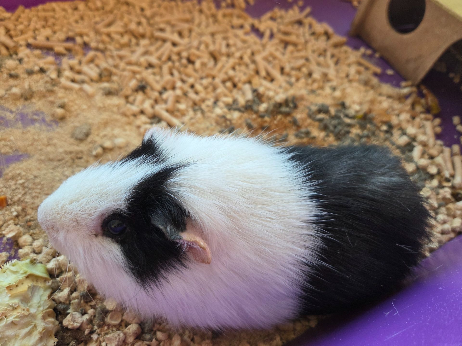 Віддам морську свинку в хороші руки