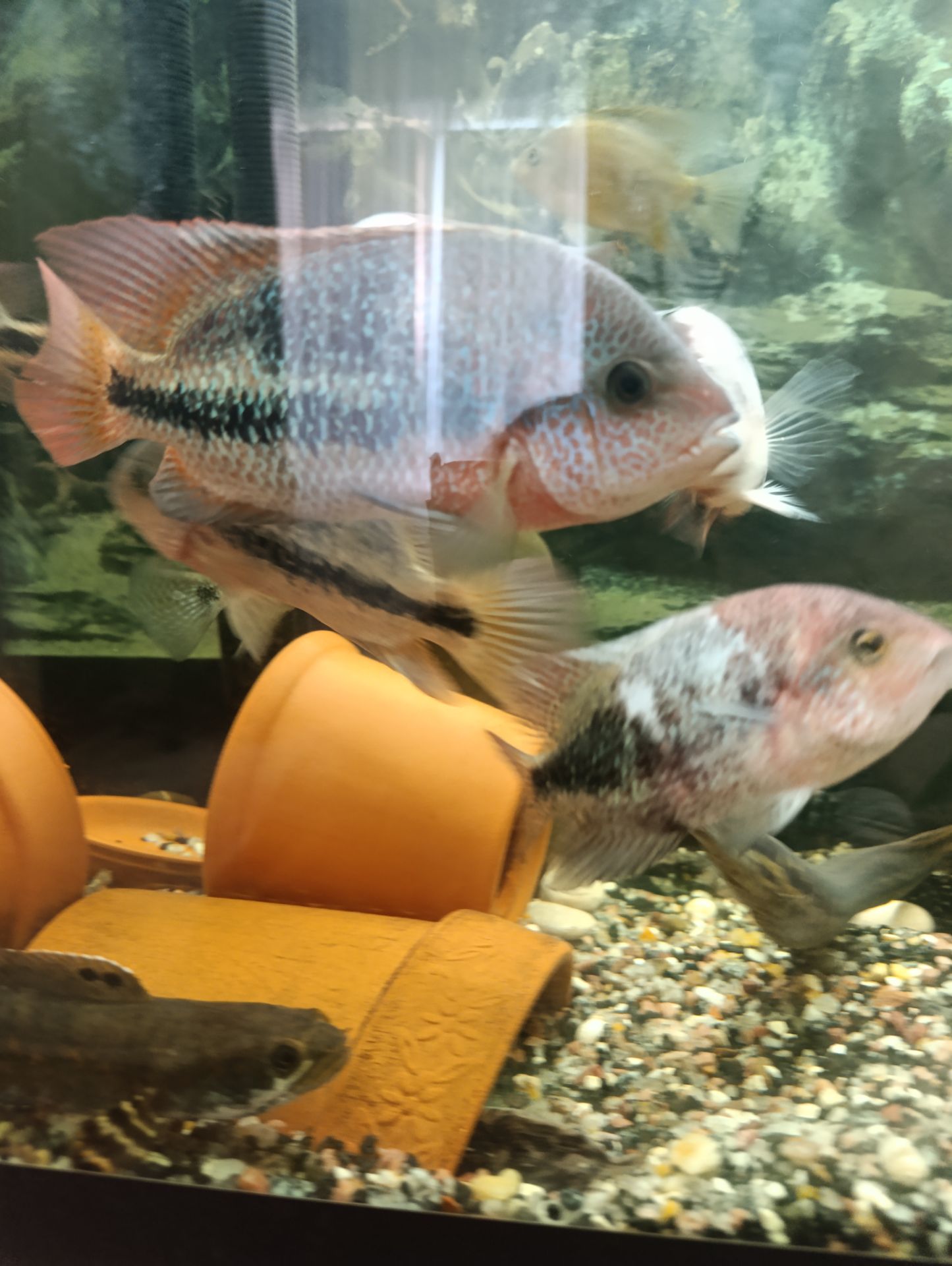 Вьеха зоната, пара