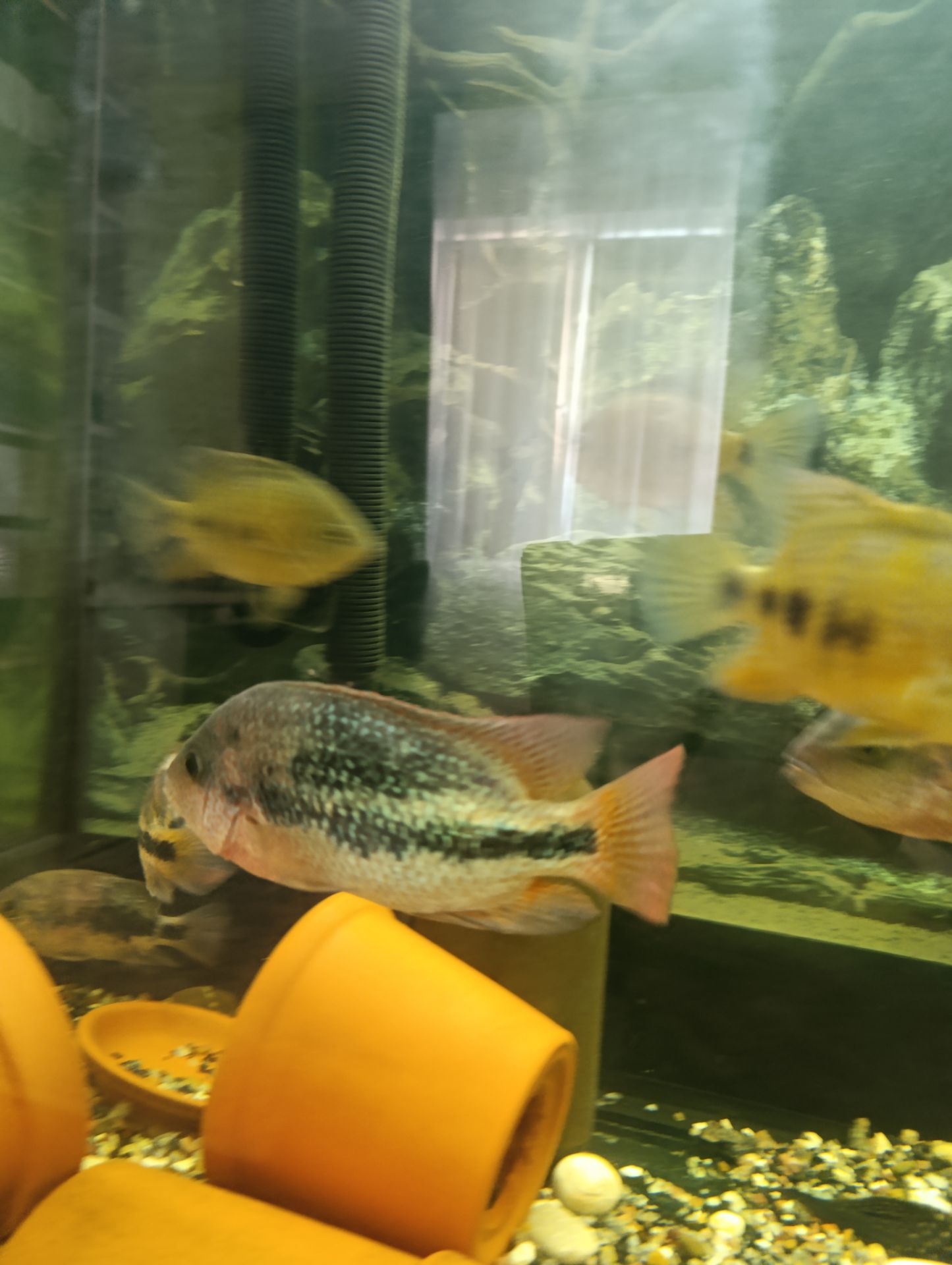 Вьеха зоната, пара