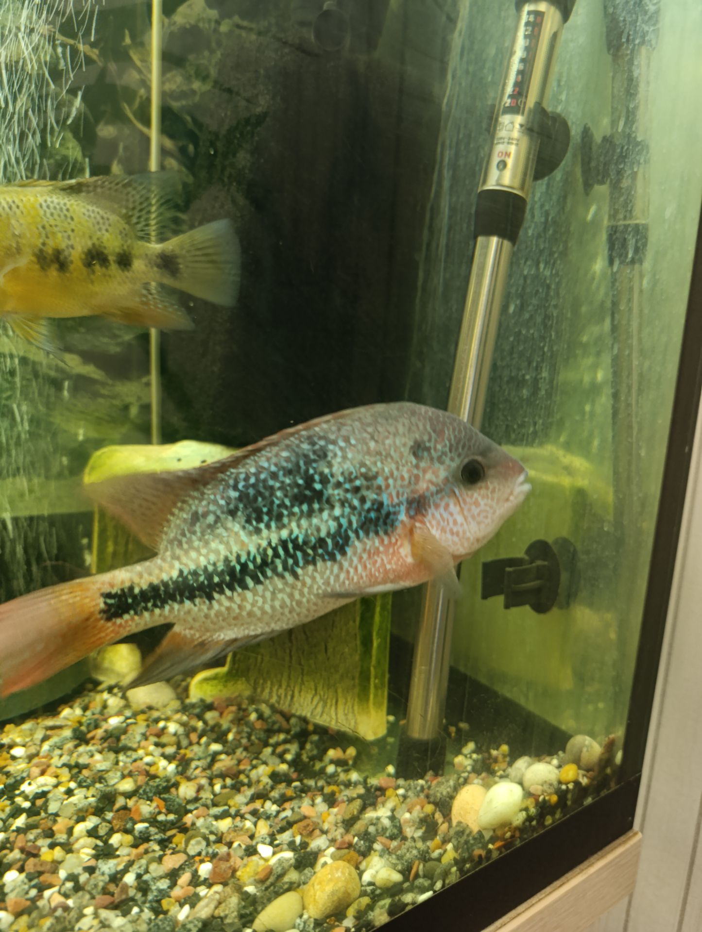 Вьеха зоната, пара