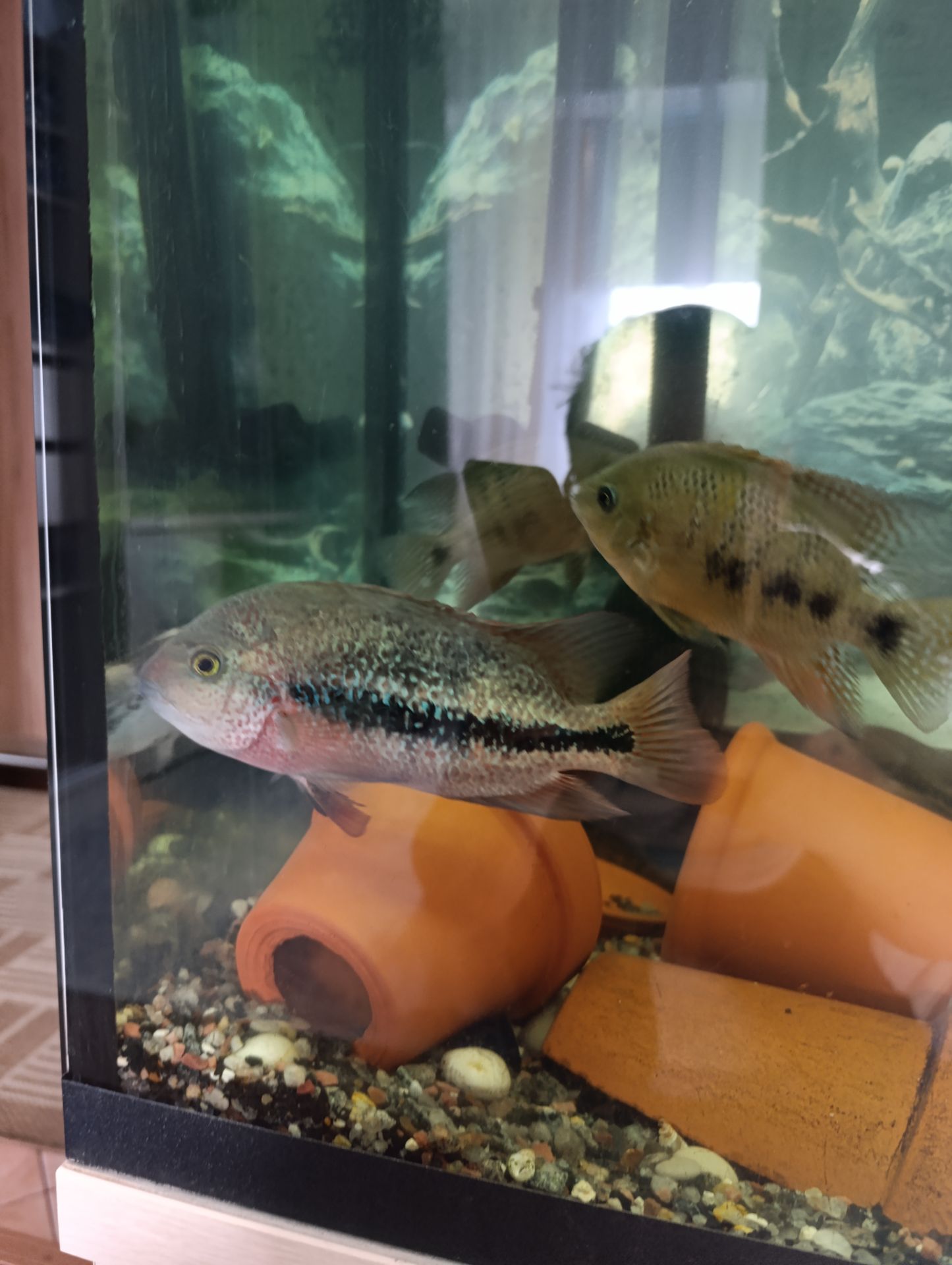 Вьеха зоната, пара