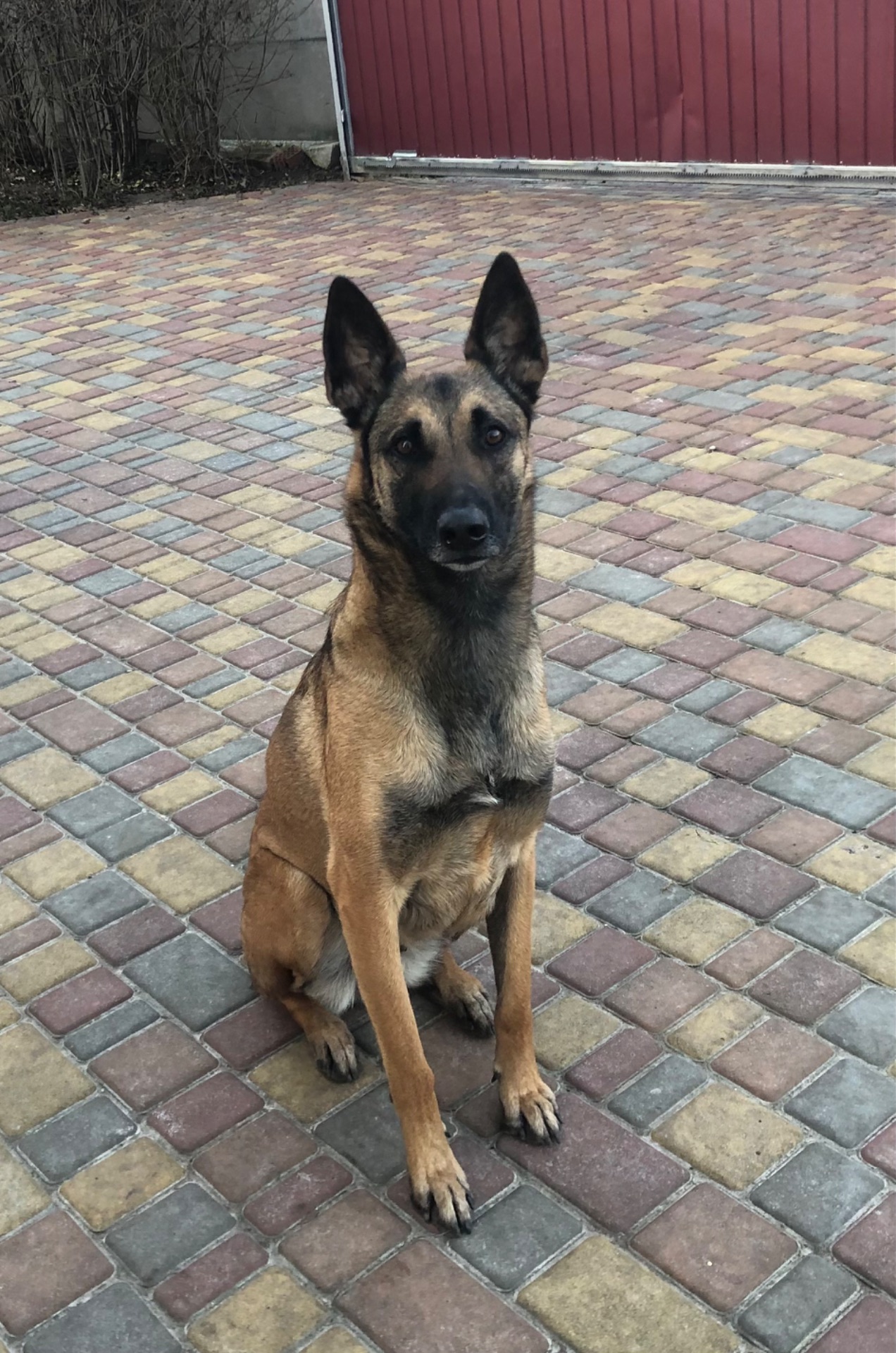 Цуценята Малінуа