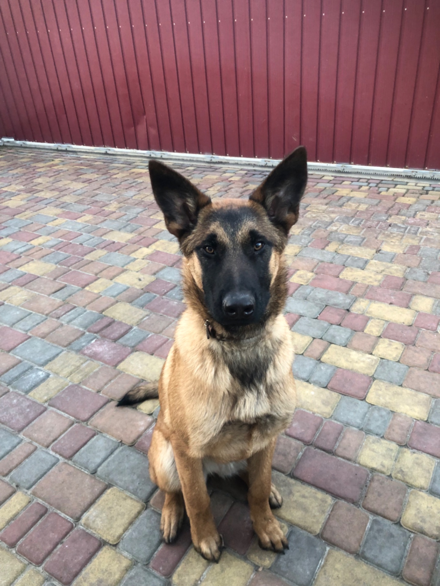 Цуценята Малінуа