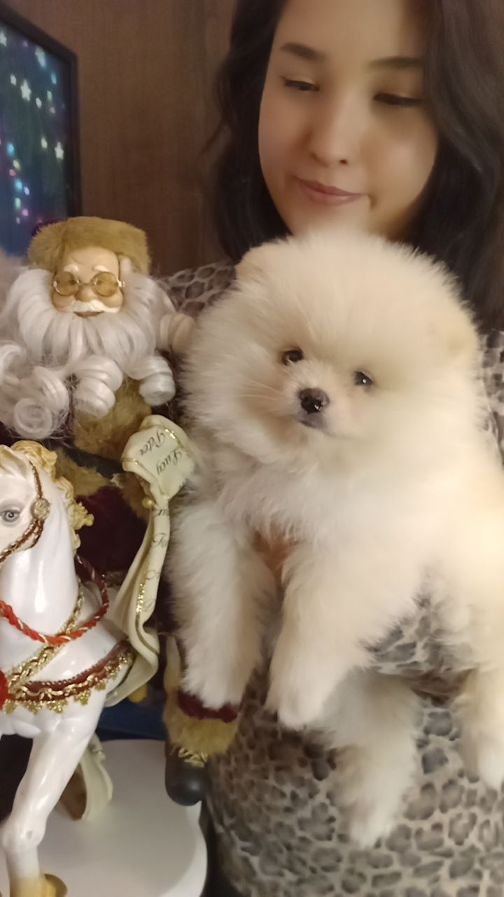 Щенки Померанского шпица.