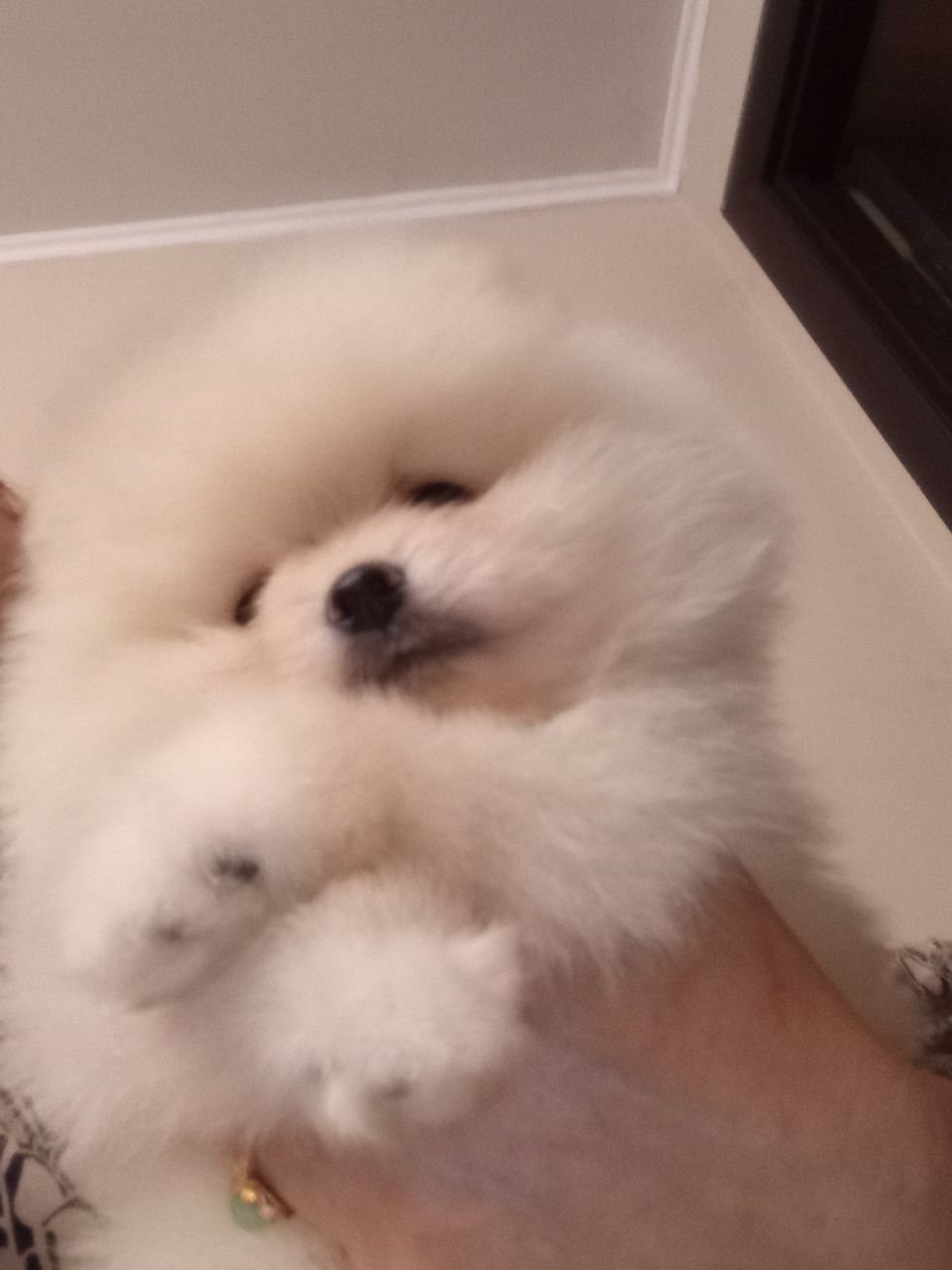 Щенки Померанского шпица.