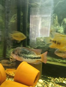 Вьеха зоната, пара