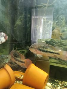 Вьеха зоната, пара