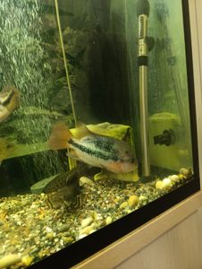 Вьеха зоната, пара