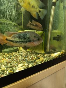 Вьеха зоната, пара