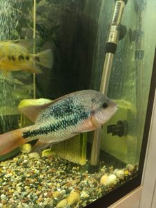 Вьеха зоната, пара