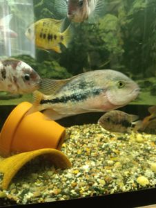 Вьеха зоната, пара