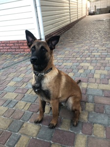 Цуценята Малінуа