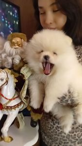 Щенки Померанского шпица.