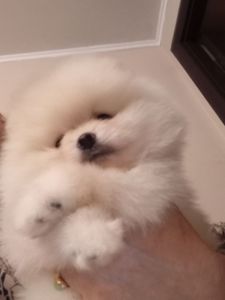 Щенки Померанского шпица.