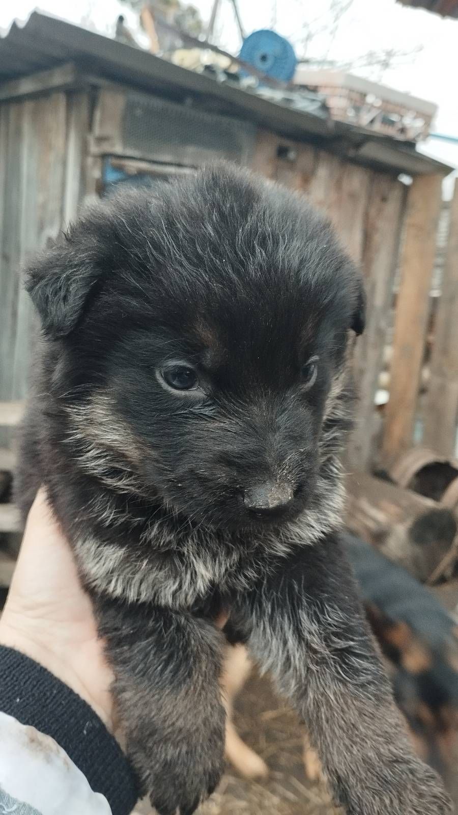 Цуценята німецької вівчарки